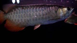 RTG Arowana Oct 2010 Act1