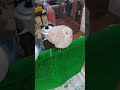 アクアハウスホビーズ宇都宮のトリ #birds