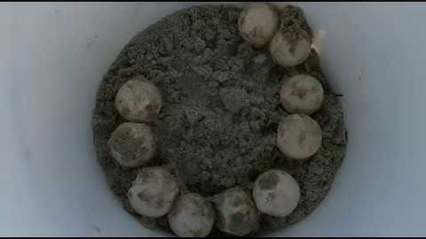 Loggerhead Sea Turtle Nest Relocation  - Part 1 -