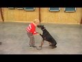 Doberman "Falon" W/5 Yr Old Handler Showing Off Obedience W/Kids For Protection Dogs