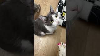 🚨 Before You Adopt a Cat, Ask THIS 🐾 #adoptacat #cattok