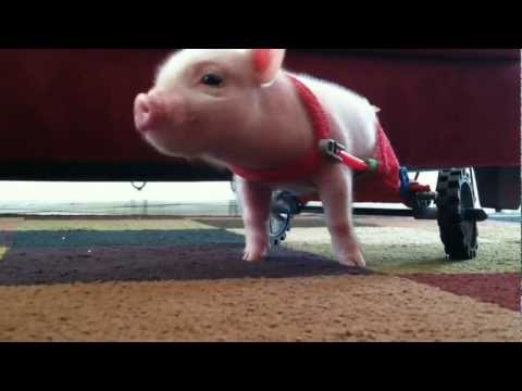 Pig in Wheelchair - Chris P Bacon