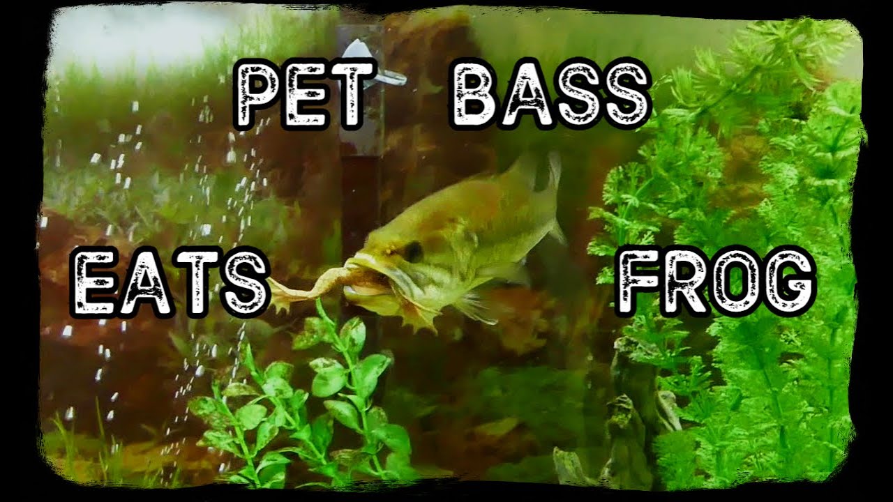 PET BASS EATS FROG YouTube