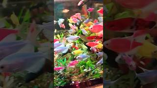 Colour video tetra #viral #viralshort #youtubeshort #trending #trendingshorts #ytshorts