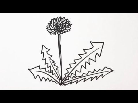 簡単 たんぽぽの描き方 イラスト お絵描き Easy How To Draw Dandelion Illustration Drawing Youtube