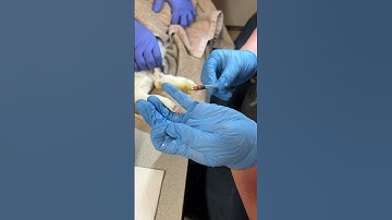 Penn Foster Vet Tech Skill 45 - Rabbit Venipuncture