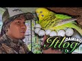 Maraming Itlog at Sisiw sa Pugad ng Budgies