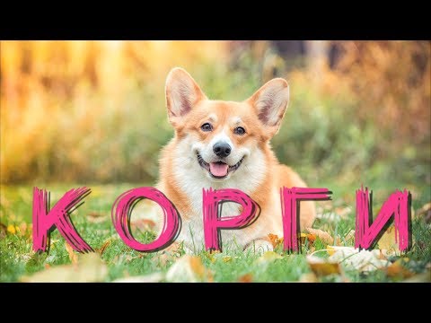 Все о породе Корги (Вельш Корги Пемброк/Кардиган)