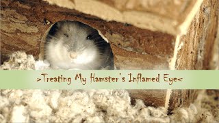 My Hamster had an inflamed eye | The road to recovery ♥