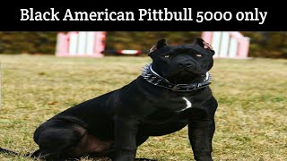 (Cheapest Dog market) Black American Pittbull puppies 5000 only Delhi And India (9711696640)