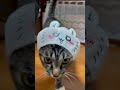 人間のエゴに、巻き込まれる猫さん