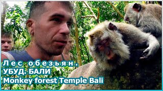 Лес обезьян на Бали. Священное место в Убуде [№120]