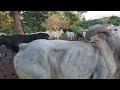 BEZERRADA ENGORDANDO NO MEIO DAS VACAS CONFINADAS.