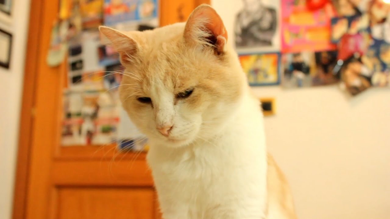 Lavoro Sodo In Modo Che Il Mio Gatto Possaivere Unaita Migliore Gatti T Shirt Da Uomo Con Stampa Posteriore 1svu5iuwpcnf