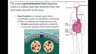 Virology Chapter 5 (Part 1 of 3)