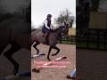 It all starts here with ex racers #equestrianjourney #equestrian #horseriders