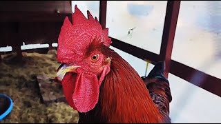 RHODE ISLAND RED ROOSTER -  "Edward the Longshanks" Rhode Island Red Rooster Crowing Edward The Longshanks