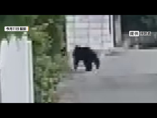 Bear Sighted