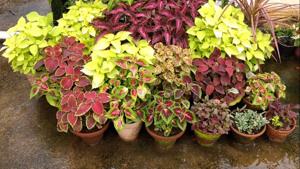 Coleus - Gardening Tips and care || How to take care of coleus plants