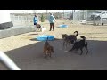 Raya - PAWS video