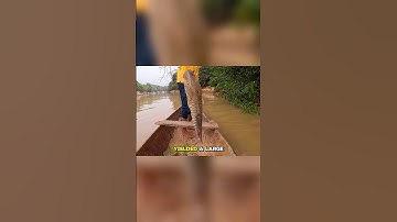 Monster Catfish Caught in the Amazon #shorts #fishing #fish
