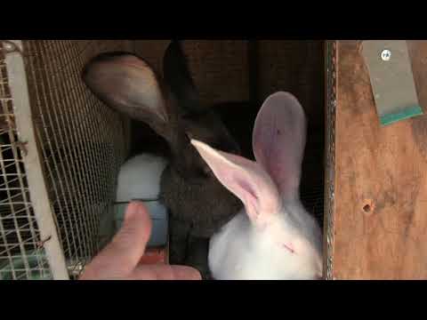 როდესაც დედას მოვაშორებთ ბაჭიას, ეცადეთ ერთ გრანულზე გყავდეთ სულ...