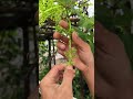 The process of grape bunching results in very large grapes.