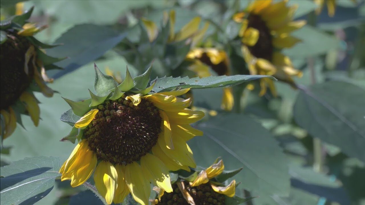 2nd annual Sunflower Festival to kick off Saturday - YouTube