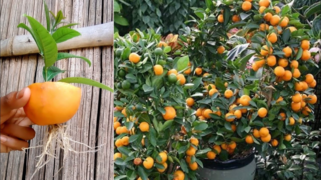 How to grow orange tree from orange fruit,, growing orange tree from leaves, Grow Orange tree
