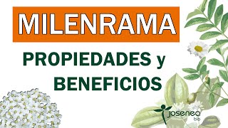 🔎Descubre las PROPIEDADES y BENEFICIOS de la MILENRAMA 🌼 (Remedios Naturales con Plantas Ecológicas)