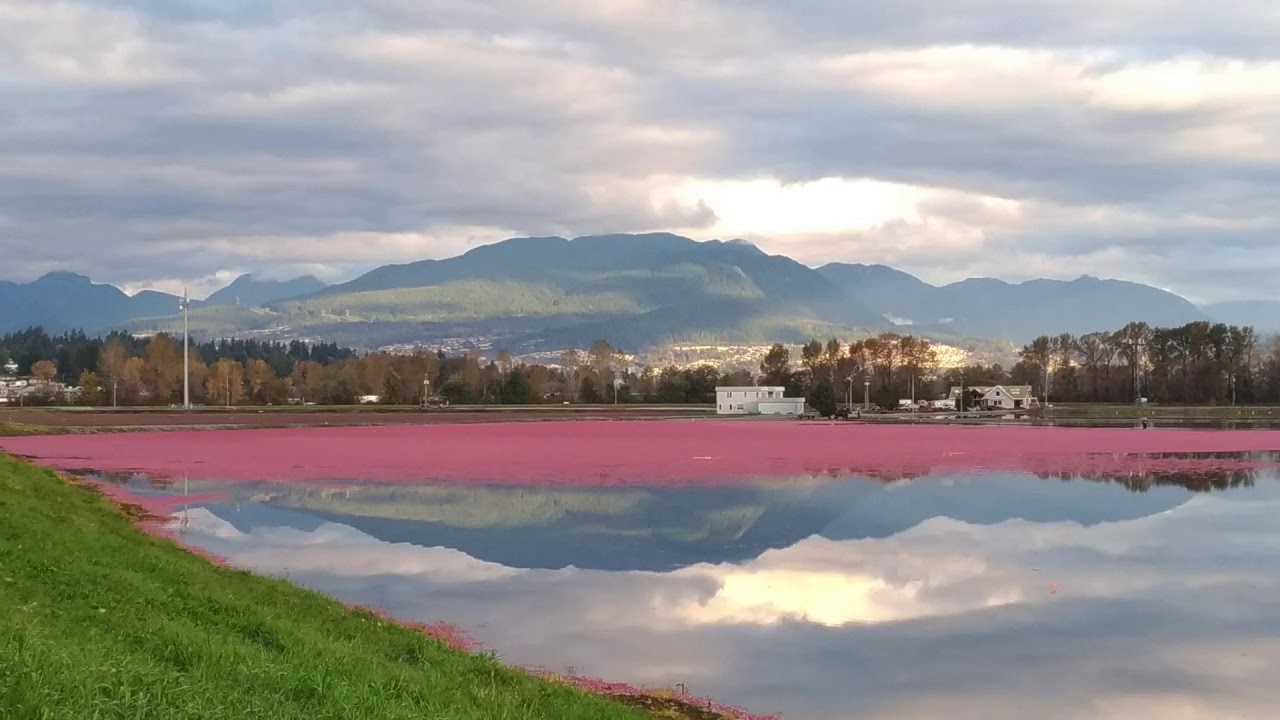 Cranberry Harvest Pitt Meadows BC 2020 October YouTube