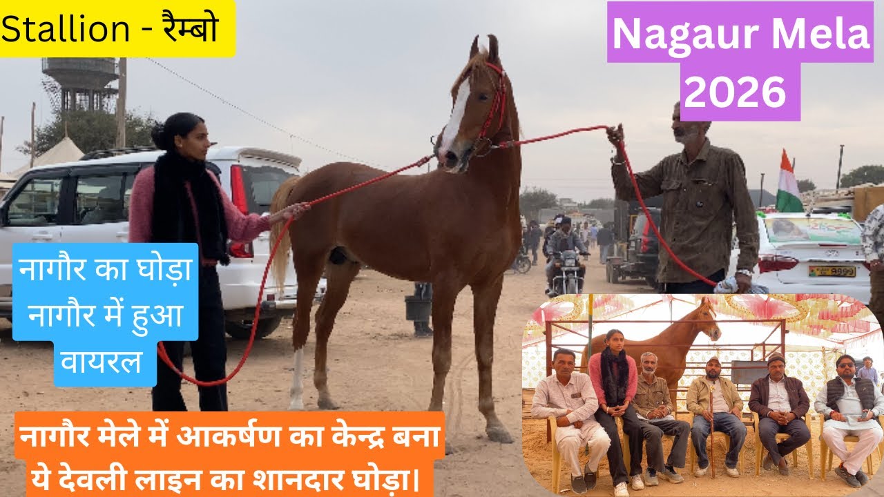 नागौर मेले में आकर्षण का केंद्र बना ये शानदार घोड़ा। यादव स्टड फ़ार्म की शान stallion (रेम्बो)#views