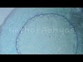 Microscope-Monocot Root T.s (200x Magnification)