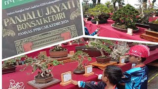 Pameran Bonsai di Gumul - Kediri. PANJALU JAYATI BONSAI KEDIRI 2024