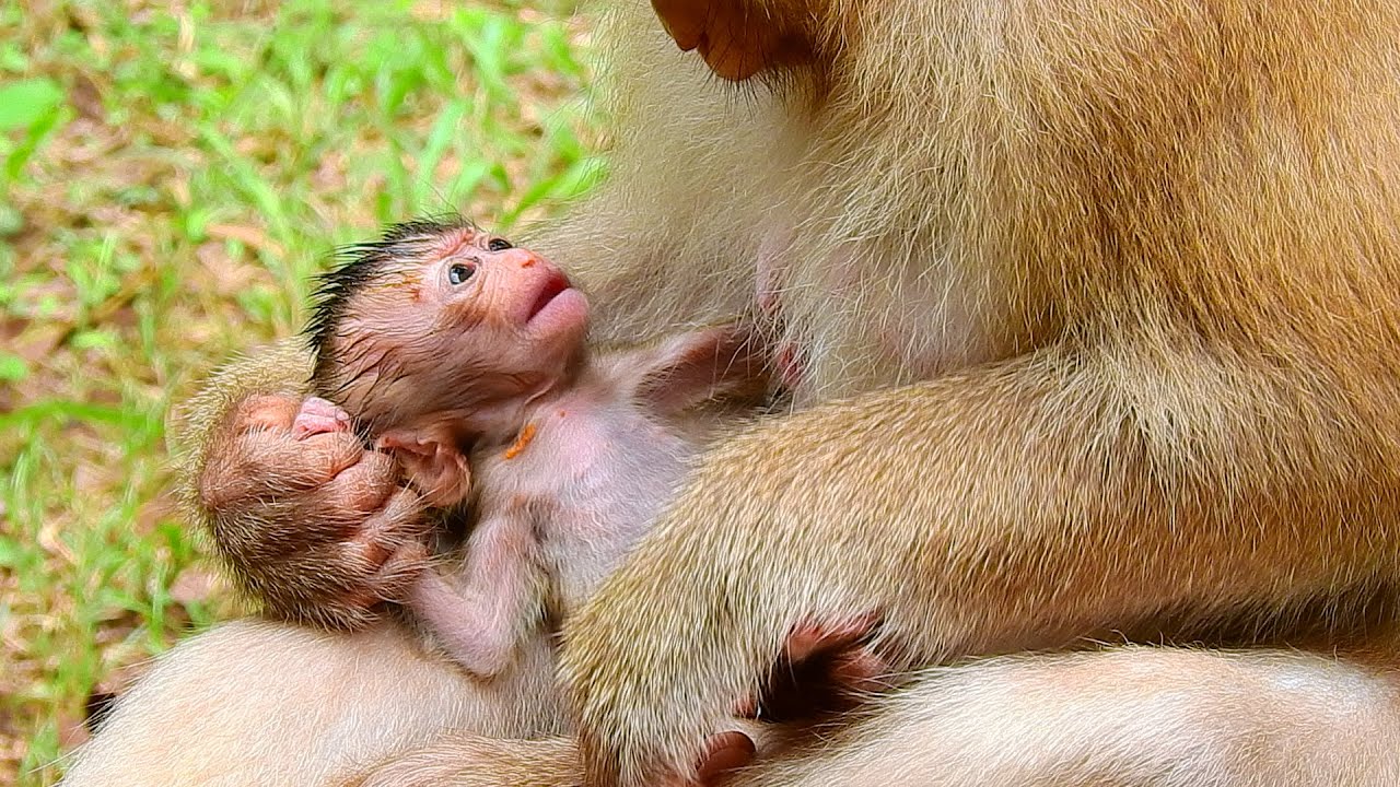 Poor Baby R.A.I.N.B.O.W His Body Very Tiny, 100MZhou