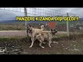 PANZERİN YAVRUSU İÇİN SON ŞANS !! - MÜKEMMEL ÇAPAR DİŞİ !!