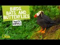 Birds, Bats, and Butterflies Features