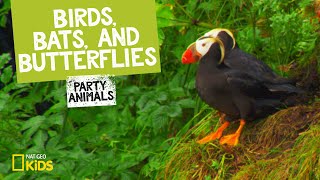 Birds, Bats, and Butterflies | Party Animals