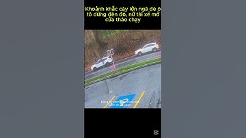 Khoảnh khắc cây lớn ngã đè ô tô dừng đèn đỏ, nữ tài xế mở cửa tháo chạy #tintuc #tindongtroi #news