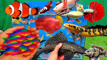 Video tổng hợp cá cảnh đẹp, vịt, cá koi, cá trê, cá vàng, cá sấu, cá nemo