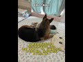 The Secret Life of a Super Smart Dog: Aunt Dee's Unseen Adventures