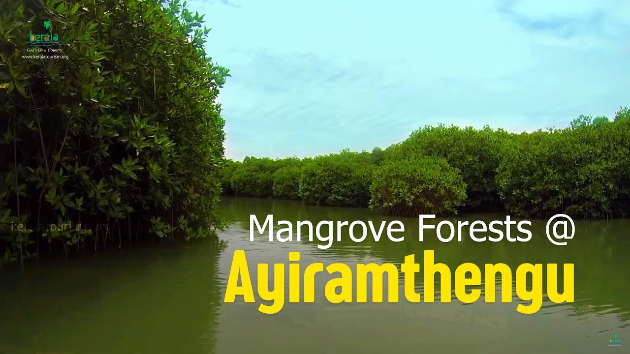 Ayiramthengu  Mangrove Forests of Kollam 
