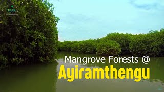 Ayiramthengu  Mangrove Forests of Kollam | Bustling Aquatic & Terrestrial Life | Kerala Tourism