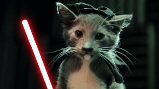 Звездные войны Jedi Kittens Strike Back