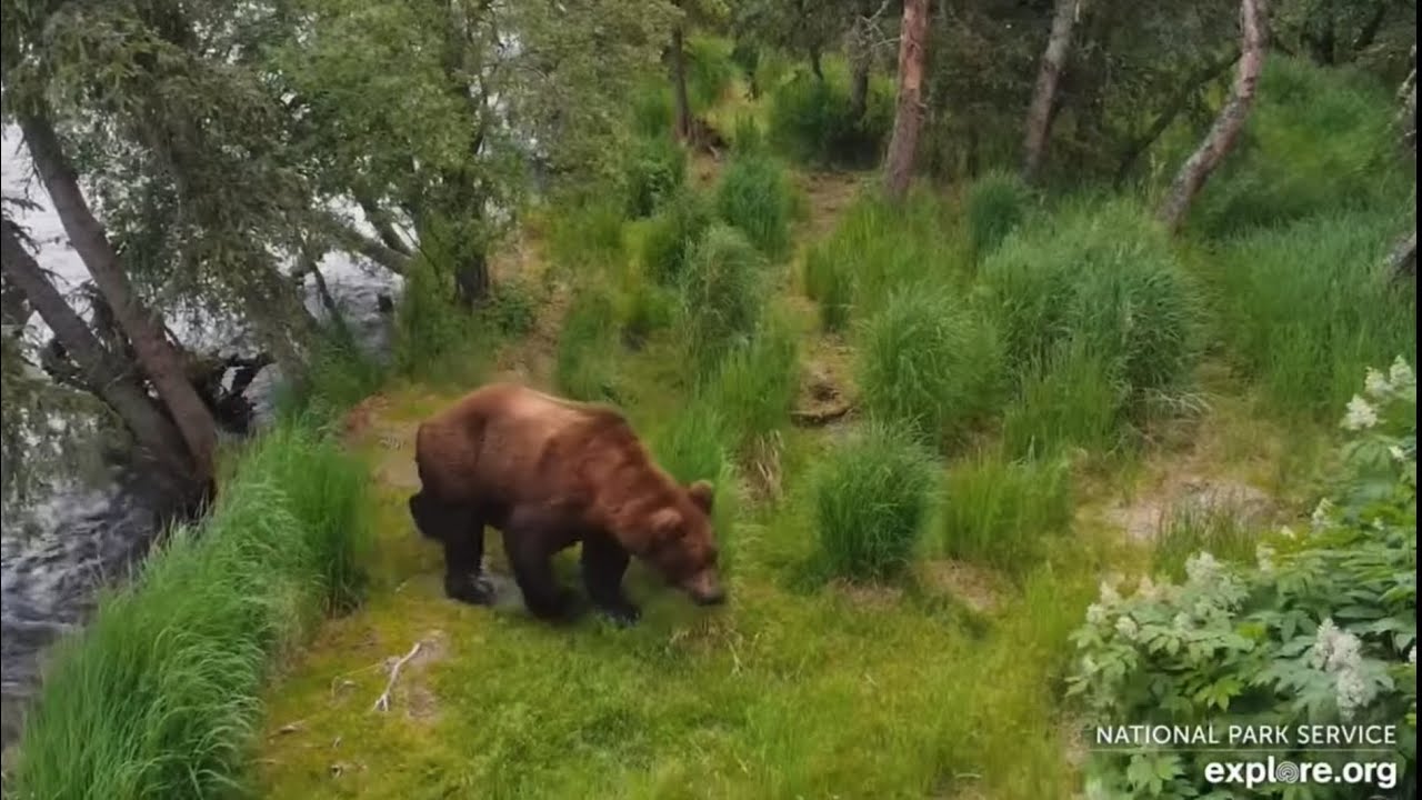 151 Walker Returns to Brooks Falls (explore.org RF cam) 6.23.25 - YouTube