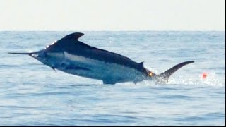 MARLIN GIGANTE 10 HORAS DE PELEA CABO ROJO 2015 HD