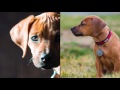 Simba the Ridgeback {2-4 months old}