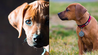 Simba the Ridgeback {24 months old}