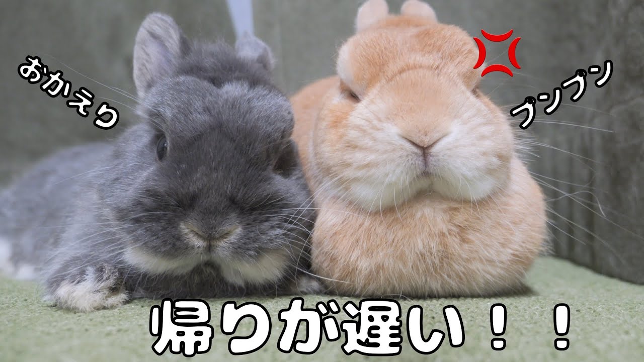 When I came home late from work, I found an angry rabbit hiding