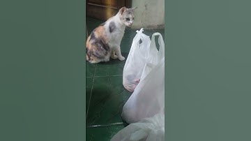 kucing lucu tidak mau gabung #lucu #kucinglucubandung #cat #kucinganggoralucudanimut #comedy #kucing